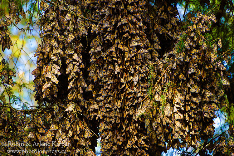 Monarch Butterflies at El Rosario Monarch Butterfly Biosphere Reserve, Mexico.