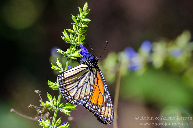 El Rosario Monarch Butterfly Reserve