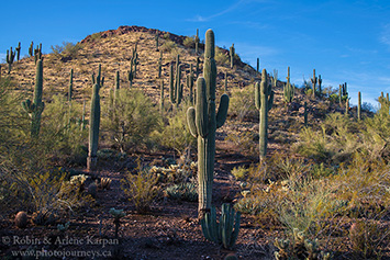 Desert Botanical Garden, Phoenix, Arizona.