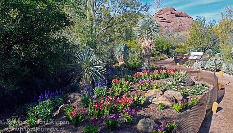 Desert Botanical Garden, Phoenix, Arizona.