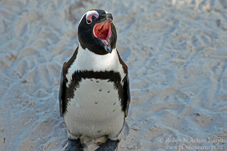 South African penguin, Boulders Beach, South Africa
