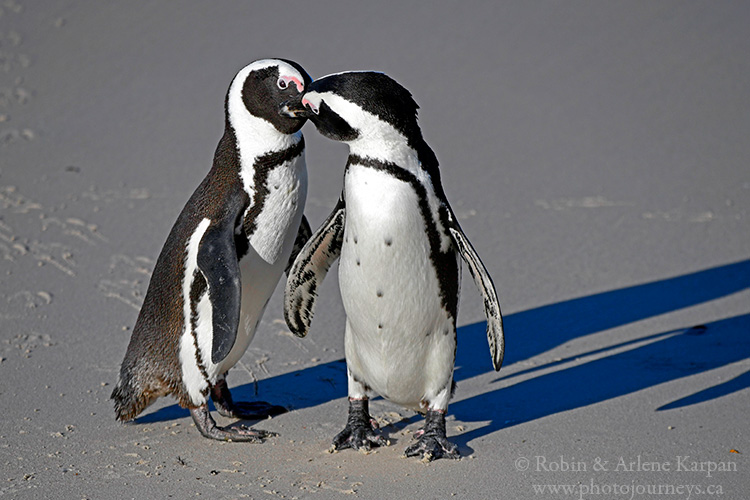 African penguins, Boulders Beach, South Africa