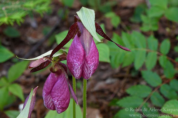 Pink Ladyslippers