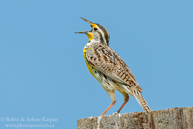 Meadowlark