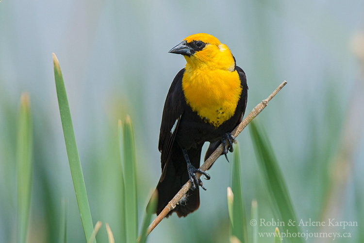 Yellow-headed blackbird, Saskatchewan