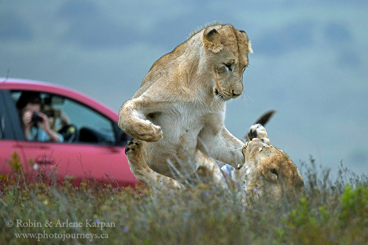 Lions, Kruger National Park