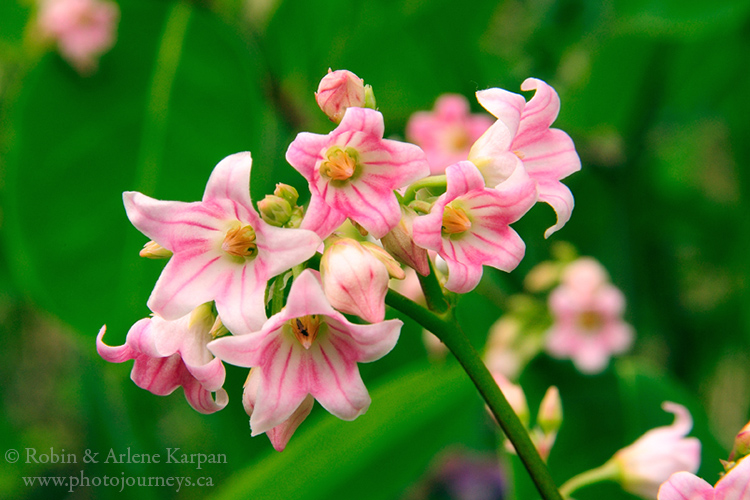 Speading dogbane plant, Saskatchewan