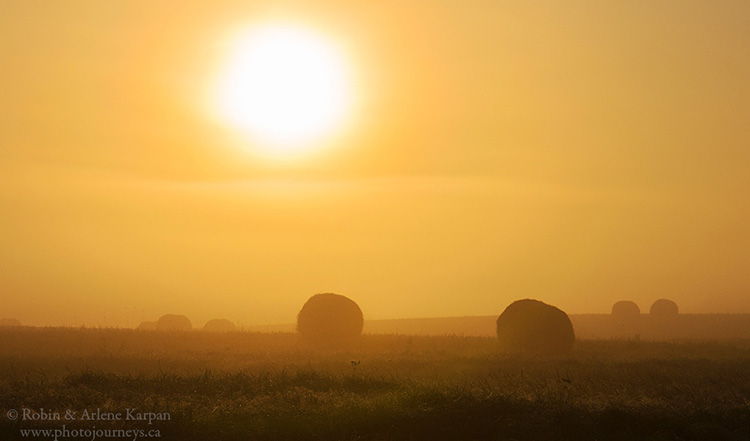 Hay bales in early morning fog, southern Manitoba. 