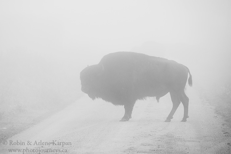 Bison in fog