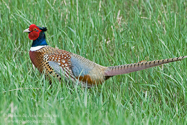 Ring-necked pheasant