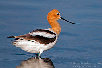 American avocet