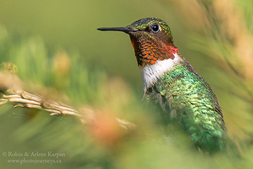 Ruby-throated hummingbird