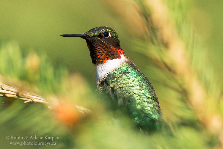 Ruby-throated hummingbird