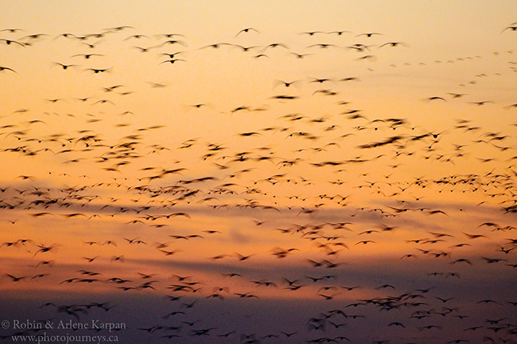 Waterfowl migration