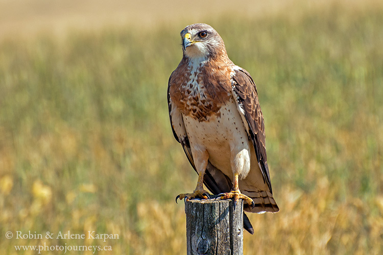 Swainson's hawk