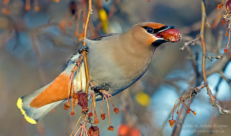 Bohemian waxwing