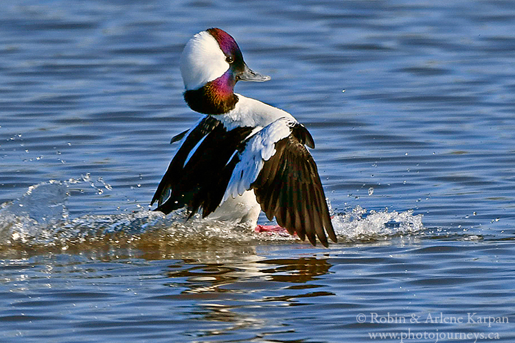 Bufflehead