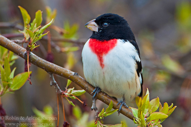 Rose-breasted grosbeak