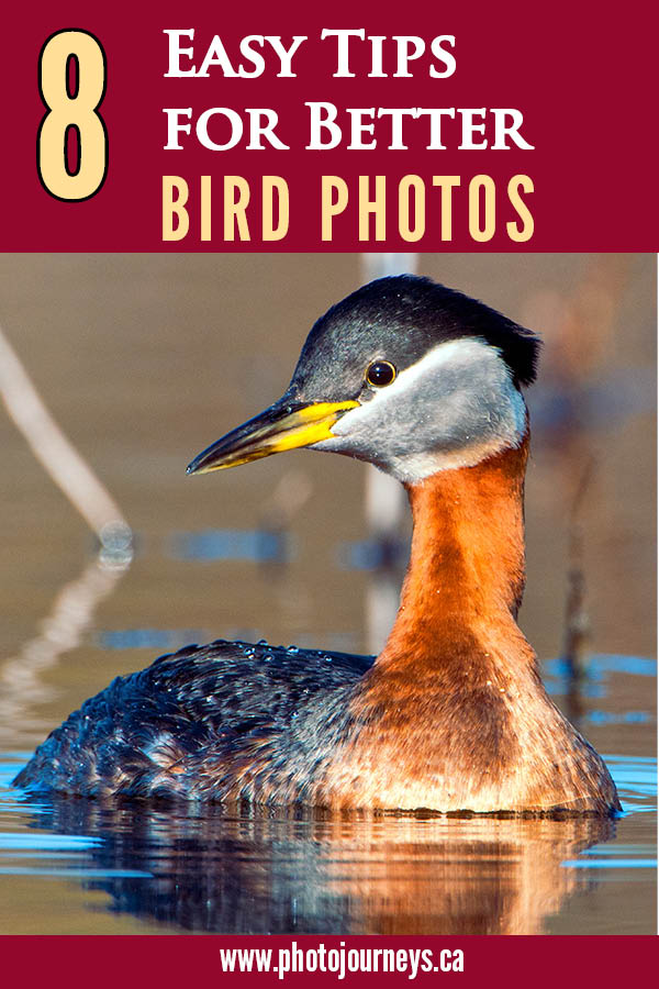 PIN for Bird Photography