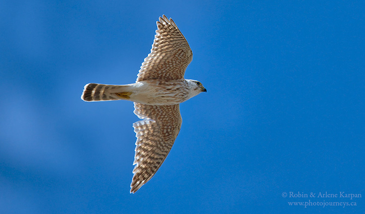 Merlin in flight