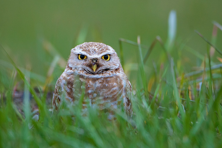 Burrowing Owl