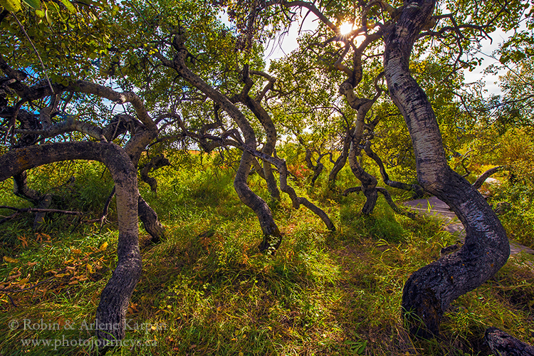 Crooked Bush, Saskatchewan