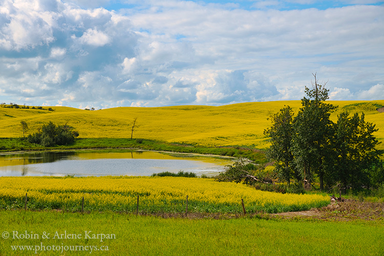 Canola field, Thickwood Hills