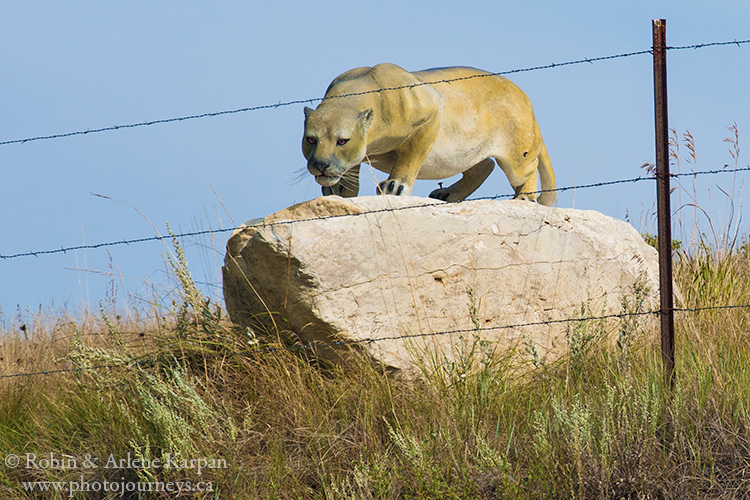 Cougar status, Souris River Valley, Saskatchewan