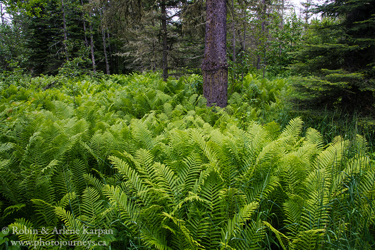 Narrows Peninsula Trail, Prince Albert National Park, Saskatchewan