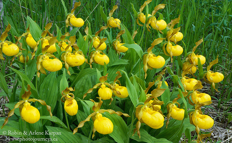 Yellow Ladyslipper wildflower, Saskatchewan