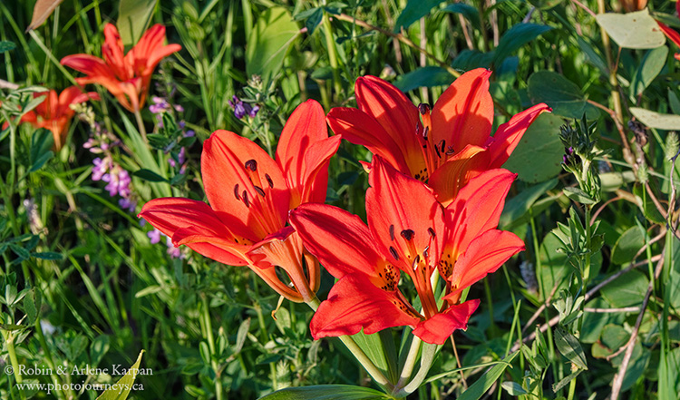 Western Red Lily, Saskatchewan