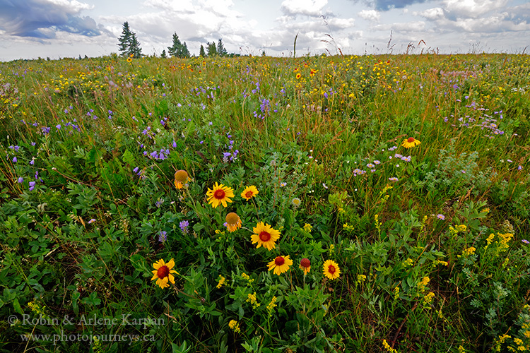 Wildflowers, Cypress Hills, Saskatchewan