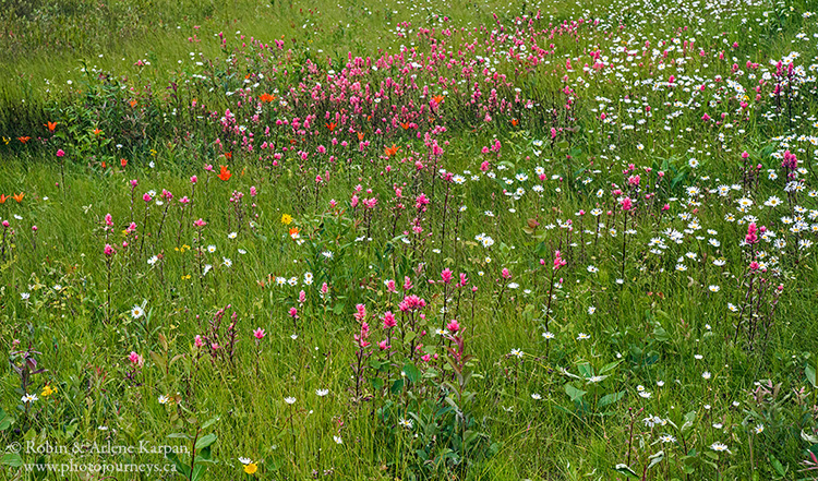 Roadside wildflowers in Prince Albert National Park, Saskatchewan