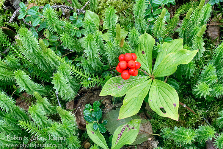 Bunchberry, northern Saskatchewan