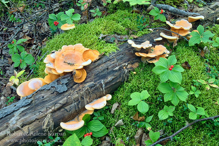 Forest floor, northern Saskatchewan