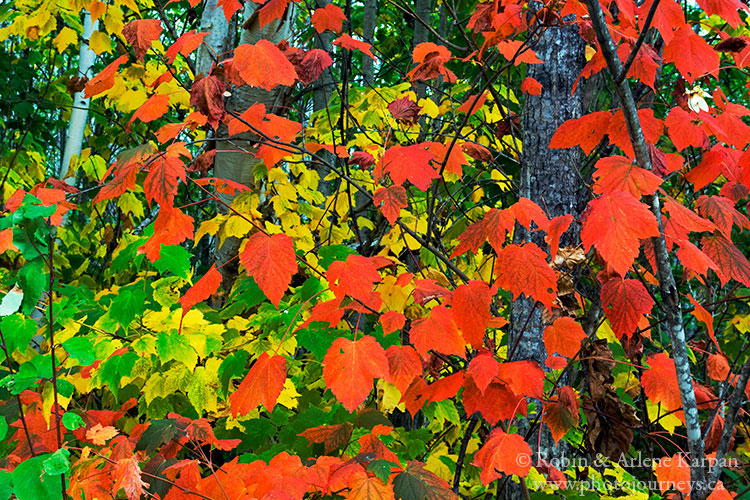 Mountain maple leaves in fall in Pasquia Hills.