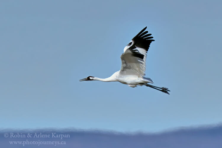 Whooping Crane in flight, Saskatchewan