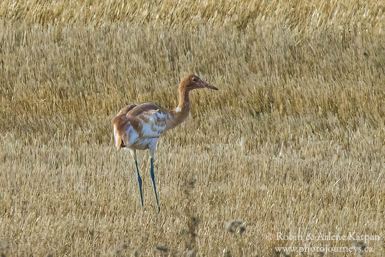 Young Whooping Crane in Saskatchewan