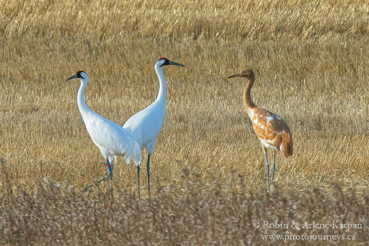 Whooping Crane family, Saskatchewan