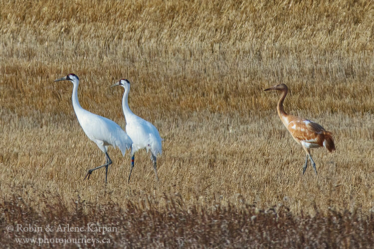 Whooping crane family, Saskatchewan