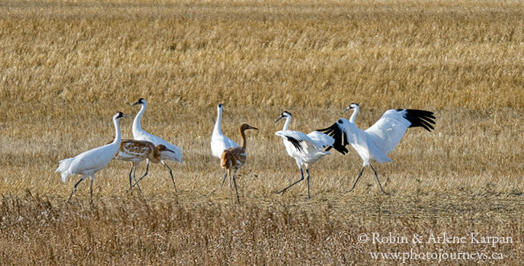 Whooping Cranes in Saskatchewan