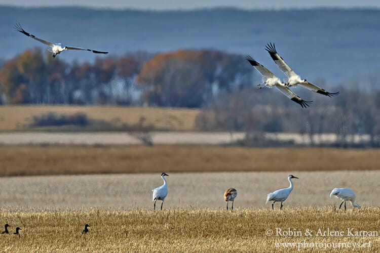 Whooping Cranes in Saskatchewan