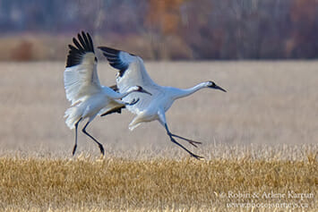 Whooping Cranes in Saskatchewan