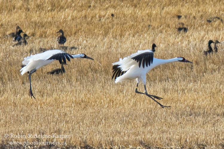 Whooping Cranes in Saskatchewan