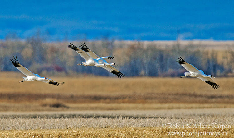 Whooping Cranes in Saskatchewan