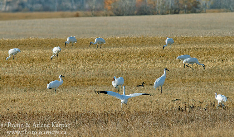 Whooping Cranes feeding in Saskatchewan