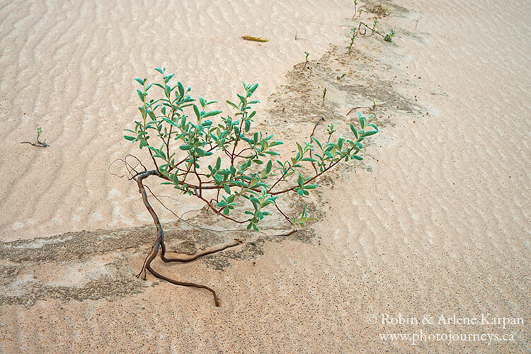 Athabasca Sand Dunes, Saskatchewan