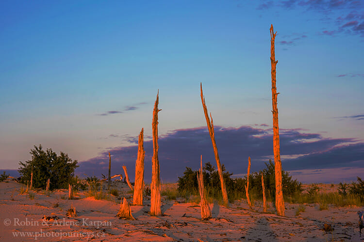 Exhumed forest, Athabasca Sand Dunes, Saskatchewan