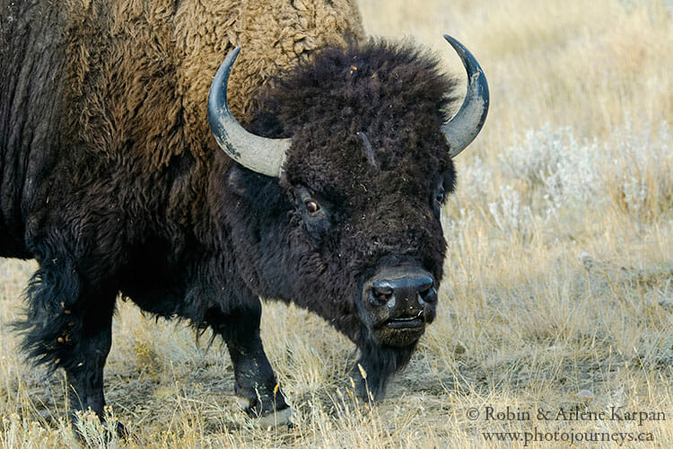 Bison, Saskatchewan