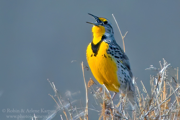 Meadowlark